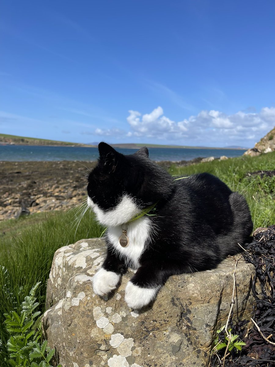 HI_Voices's tweet photo. I’ll be handing over at 6pm tonight, but before I do, Arthur wants to pop in and say hello #beachcat #Orkney https://t.co/qaet3HT6On