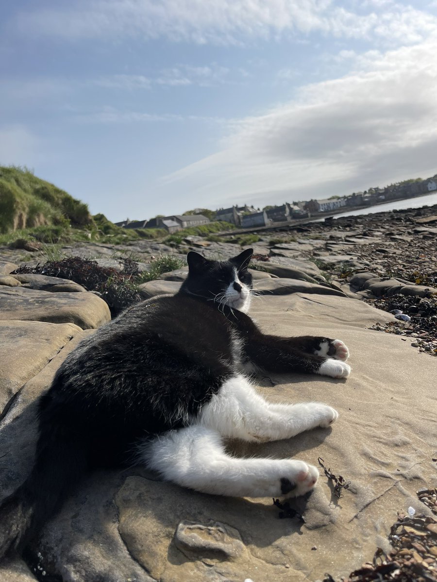HI_Voices's tweet photo. I’ll be handing over at 6pm tonight, but before I do, Arthur wants to pop in and say hello #beachcat #Orkney https://t.co/qaet3HT6On