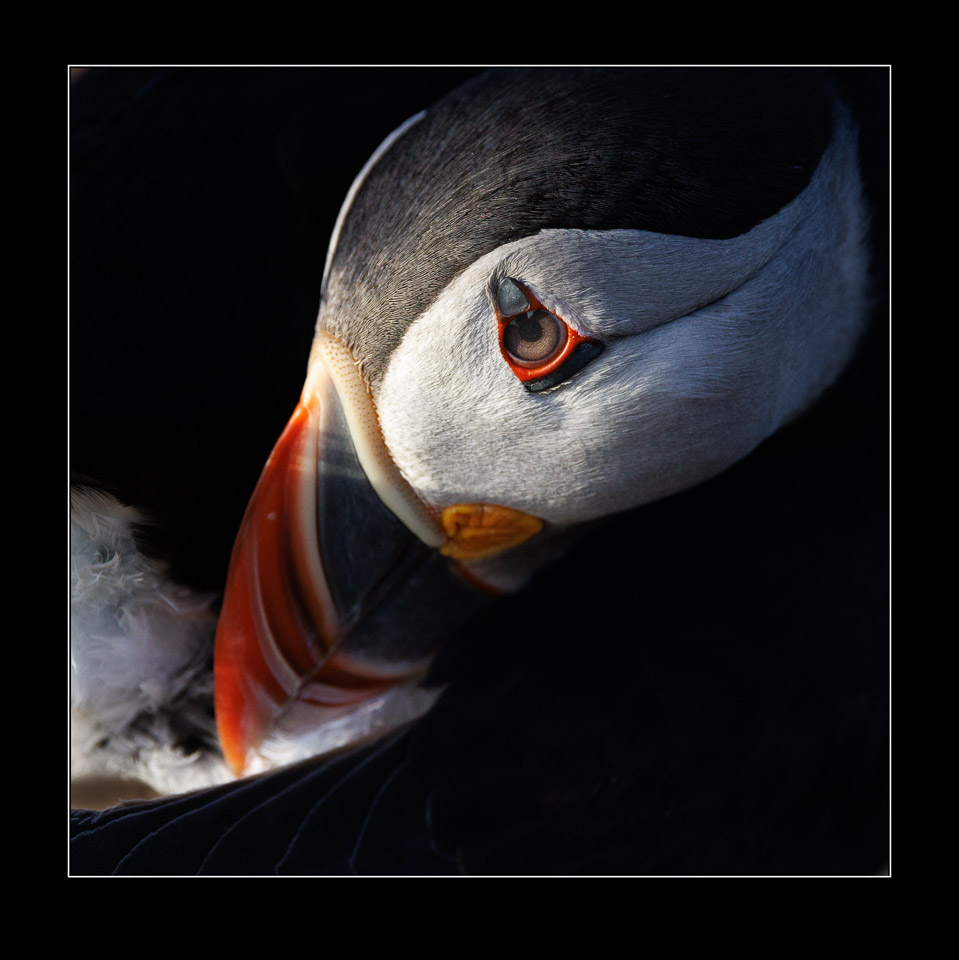 ChrisBournPhoto's tweet photo. Skomer's Perfect Puffins
#birdphotography #wildlifephotography #birds #naturephotography #nature #wildlife #bird #birding #bestbirdshots #nuts_about_birds #your_best_birds #earthfocus #bird_brilliance #naturelovers #bbcwinterwatch #bbcspringwatch #bbcwildlifemagazine #canonuk https://t.co/jB2puJMKcl