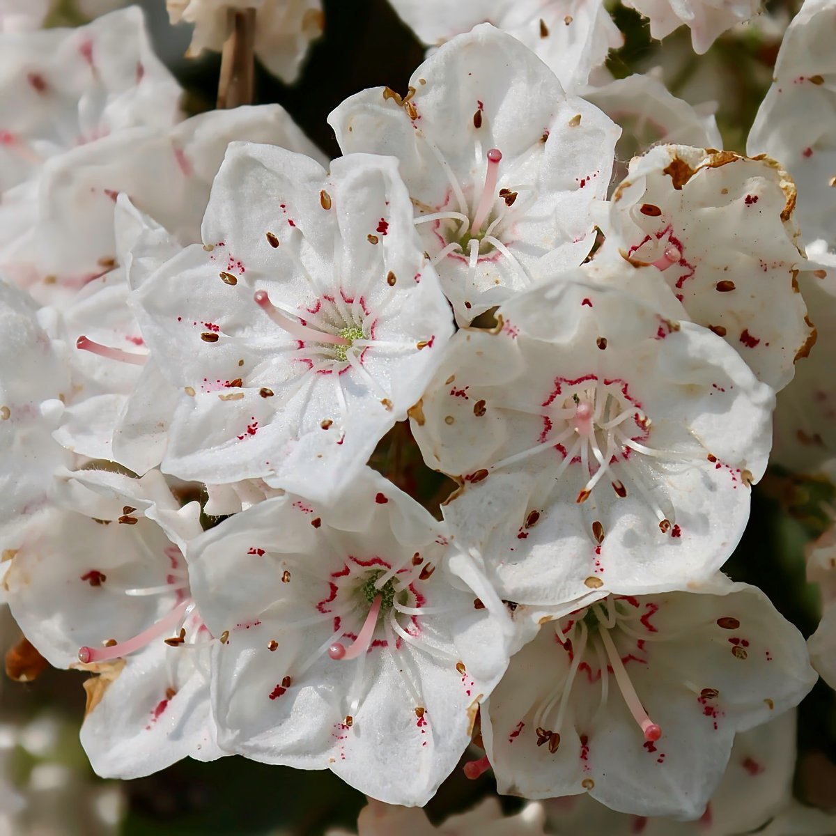 We're enjoying Mom's mountain laurel while we can! #SpringFlowers #MountainLaurel #TrumbullCT