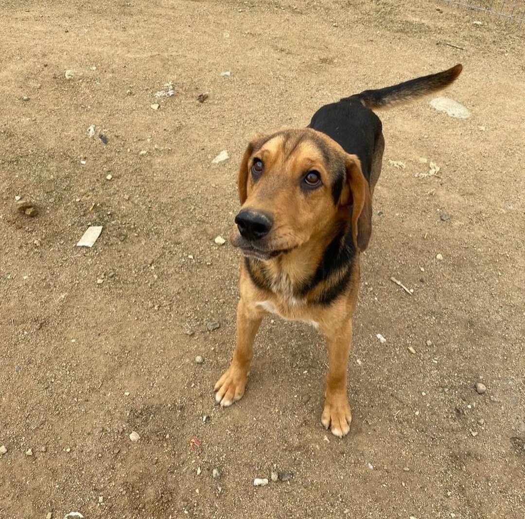 MOMO💫 en adopción, rescatado del gran incendio de Viña del Mar, es muy tierno y amoroso, 2 años, esterilizado, tamaño mediano/grande, espera encontrar una familia que lo ame para siempre 💛 
Favor ayudanos con tu RT🫶