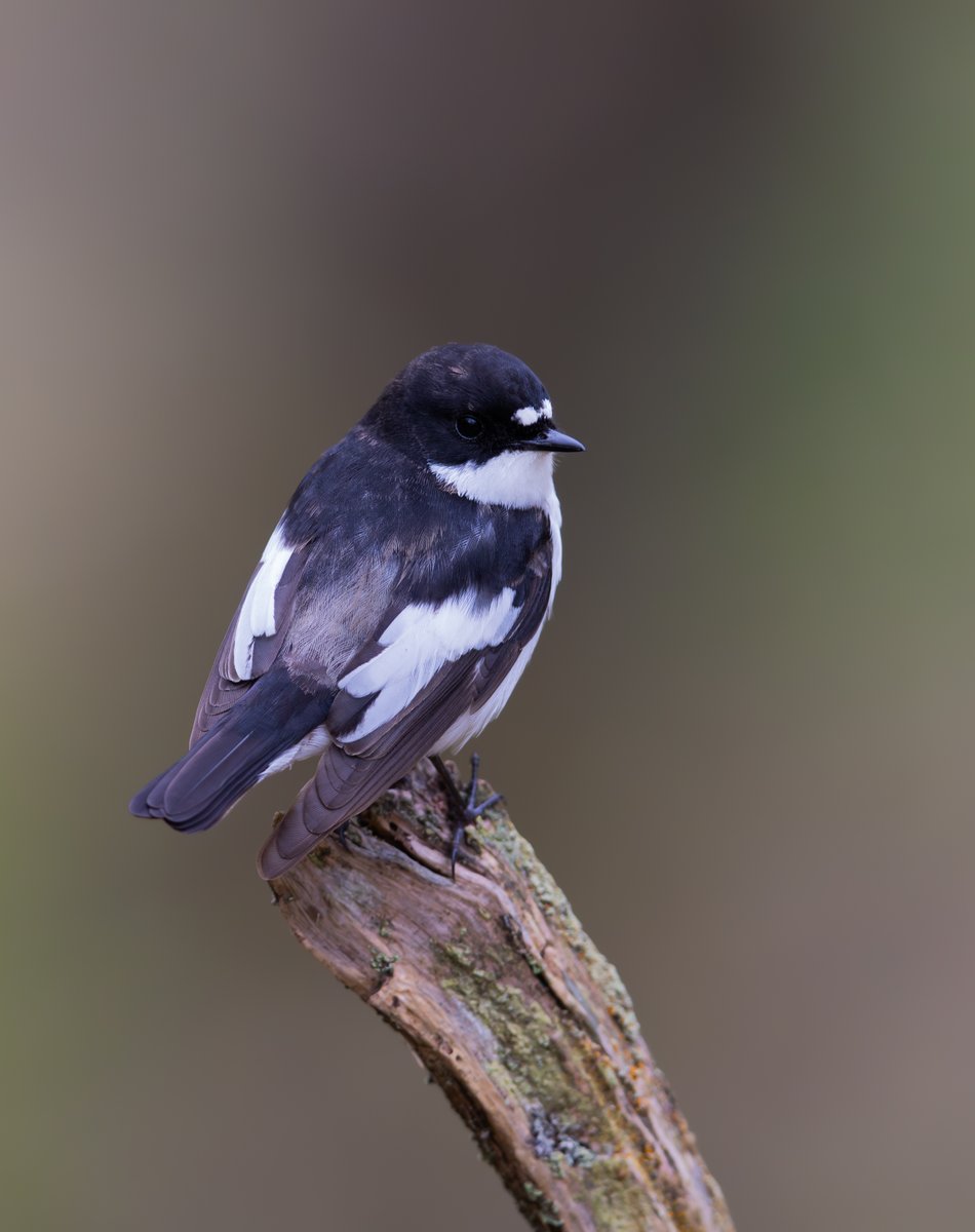 Pied Flycatcher @WildlifeMag @BBCSpringwatch @Natures_Voice