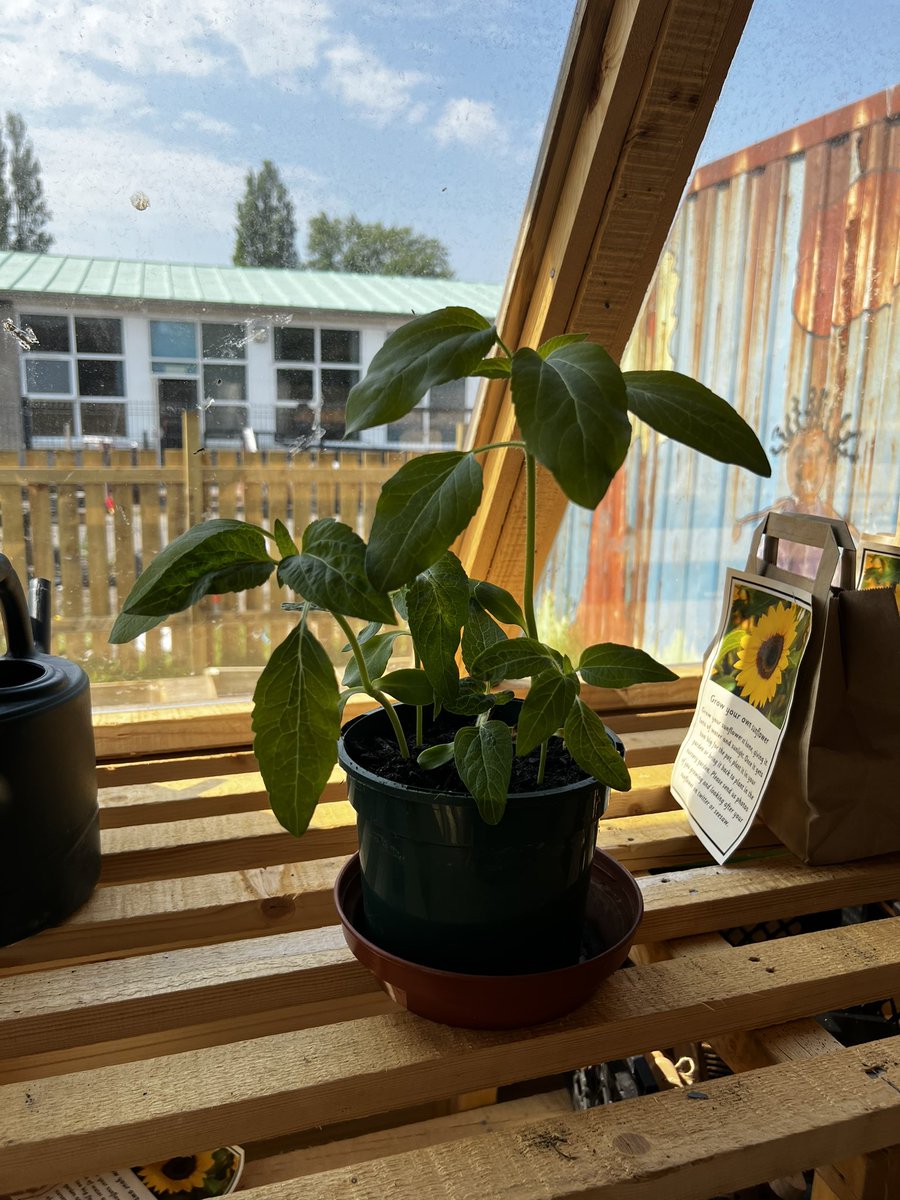 BPSCaitlin's tweet photo. My sunflower is growing! 🌻 Has anyone’s sunflower grown even taller than mine? 
#CookYourRoots @beanxnursery https://t.co/TO9EQ1cSOH