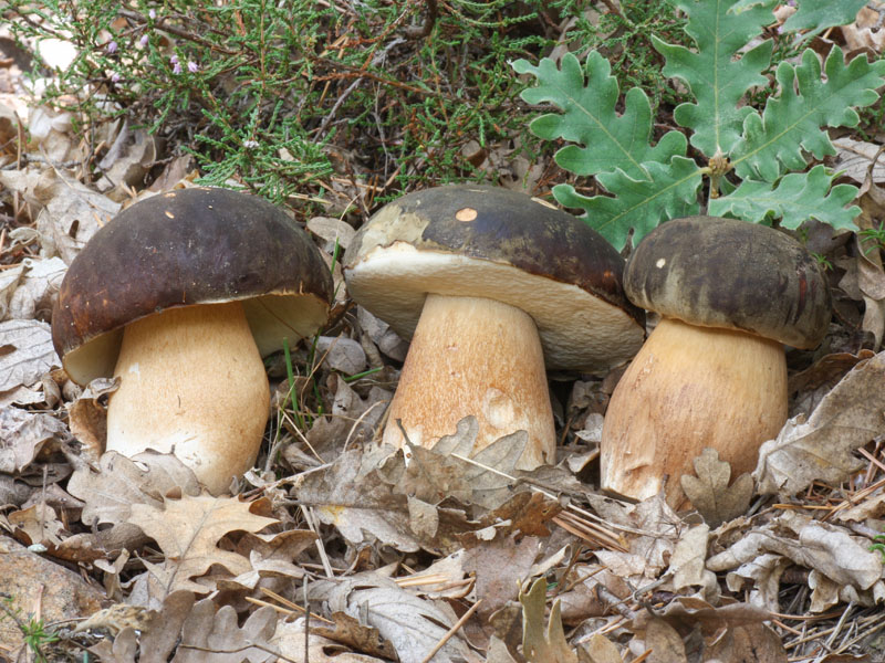 Boletus aereus