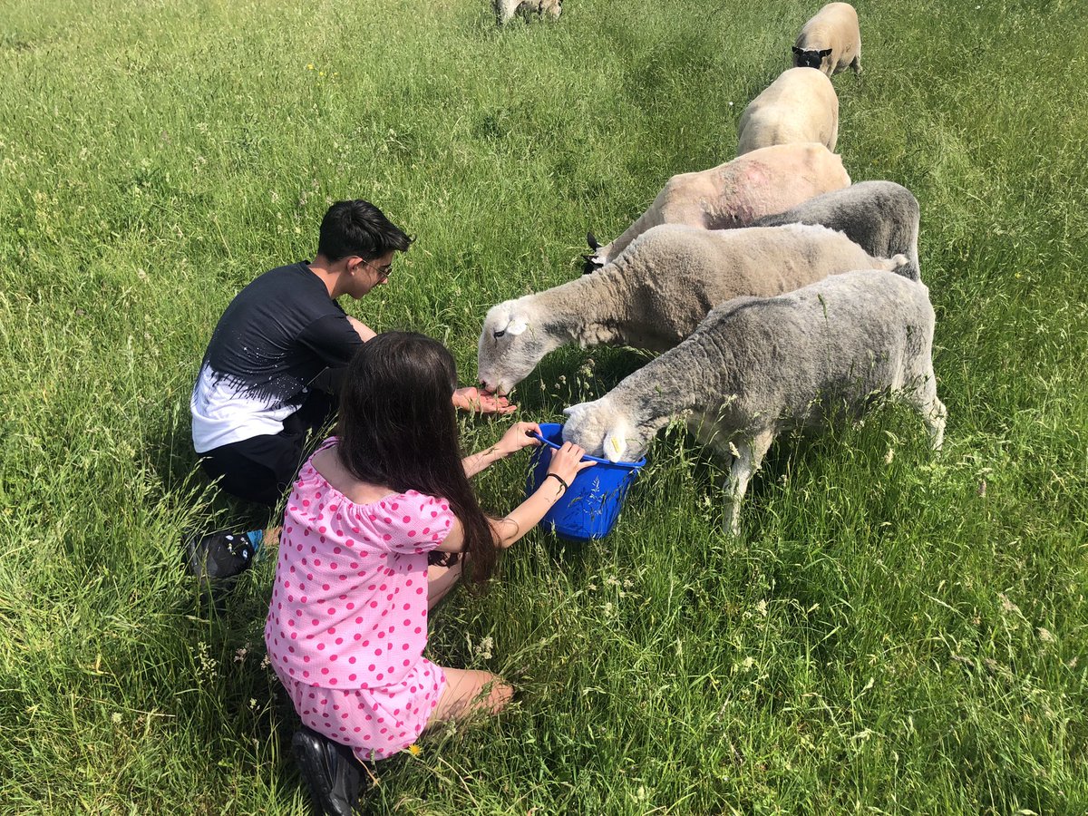 Downygrazers's tweet photo. A brilliant Open Farm Sunday! Shearing, wildflowers and meeting the sheep, lambs and chickens! A fun time for all. Lovely to meet so many of our neighbours too! https://t.co/QEK5uNQ2dK