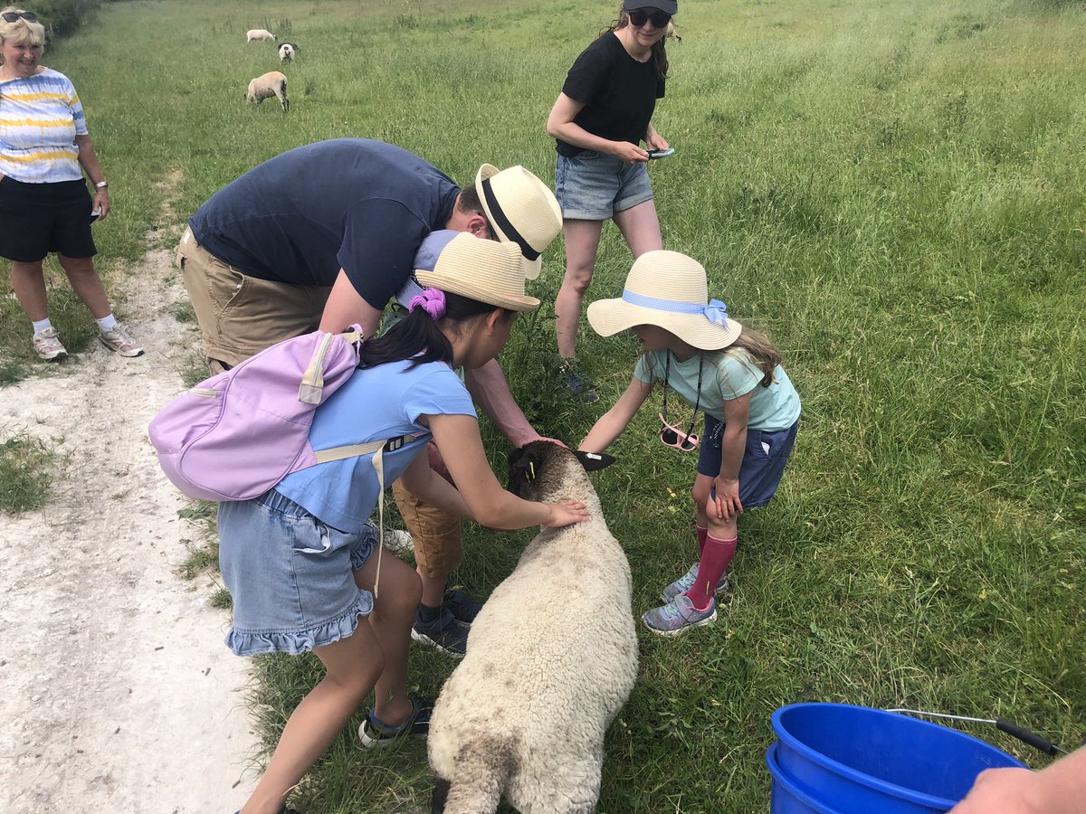 Downygrazers's tweet photo. A brilliant Open Farm Sunday! Shearing, wildflowers and meeting the sheep, lambs and chickens! A fun time for all. Lovely to meet so many of our neighbours too! https://t.co/QEK5uNQ2dK