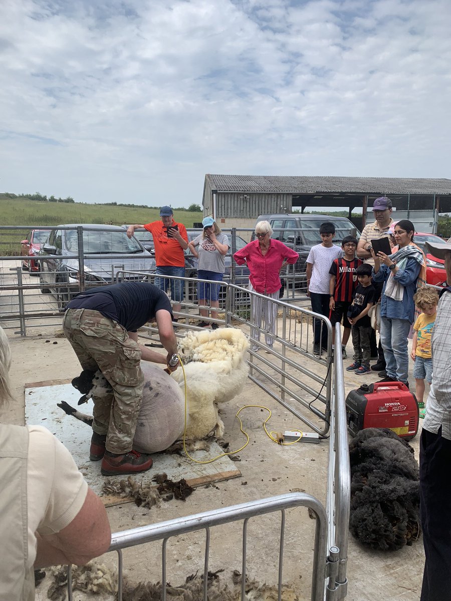 Downygrazers's tweet photo. A brilliant Open Farm Sunday! Shearing, wildflowers and meeting the sheep, lambs and chickens! A fun time for all. Lovely to meet so many of our neighbours too! https://t.co/QEK5uNQ2dK