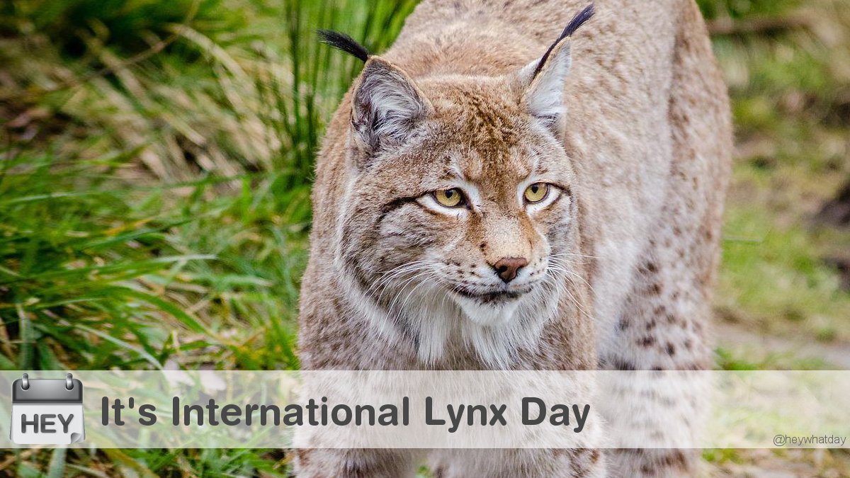 RT @HeyWhatDay: It's International Lynx Day!
#InternationalLynxDay #LynxDay #Cat https://t.co/iUDcrpaMa7