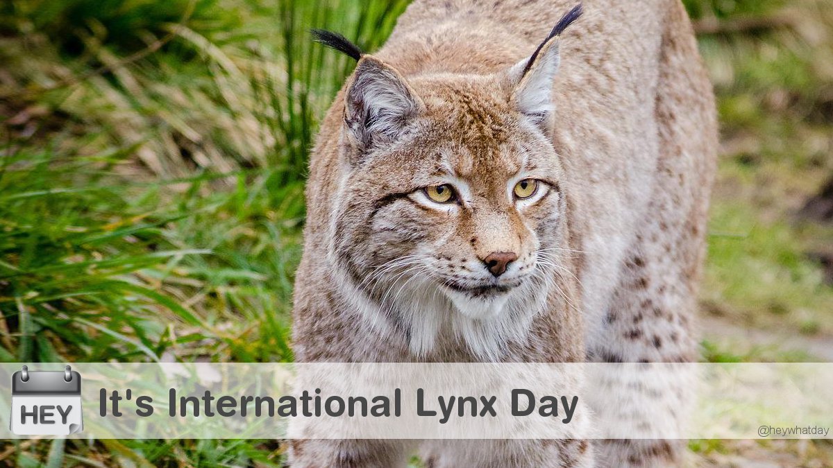 RT @HeyWhatDay: It's International Lynx Day! 
#InternationalLynxDay #LynxDay #Cat https://t.co/iUDcrpaMa7