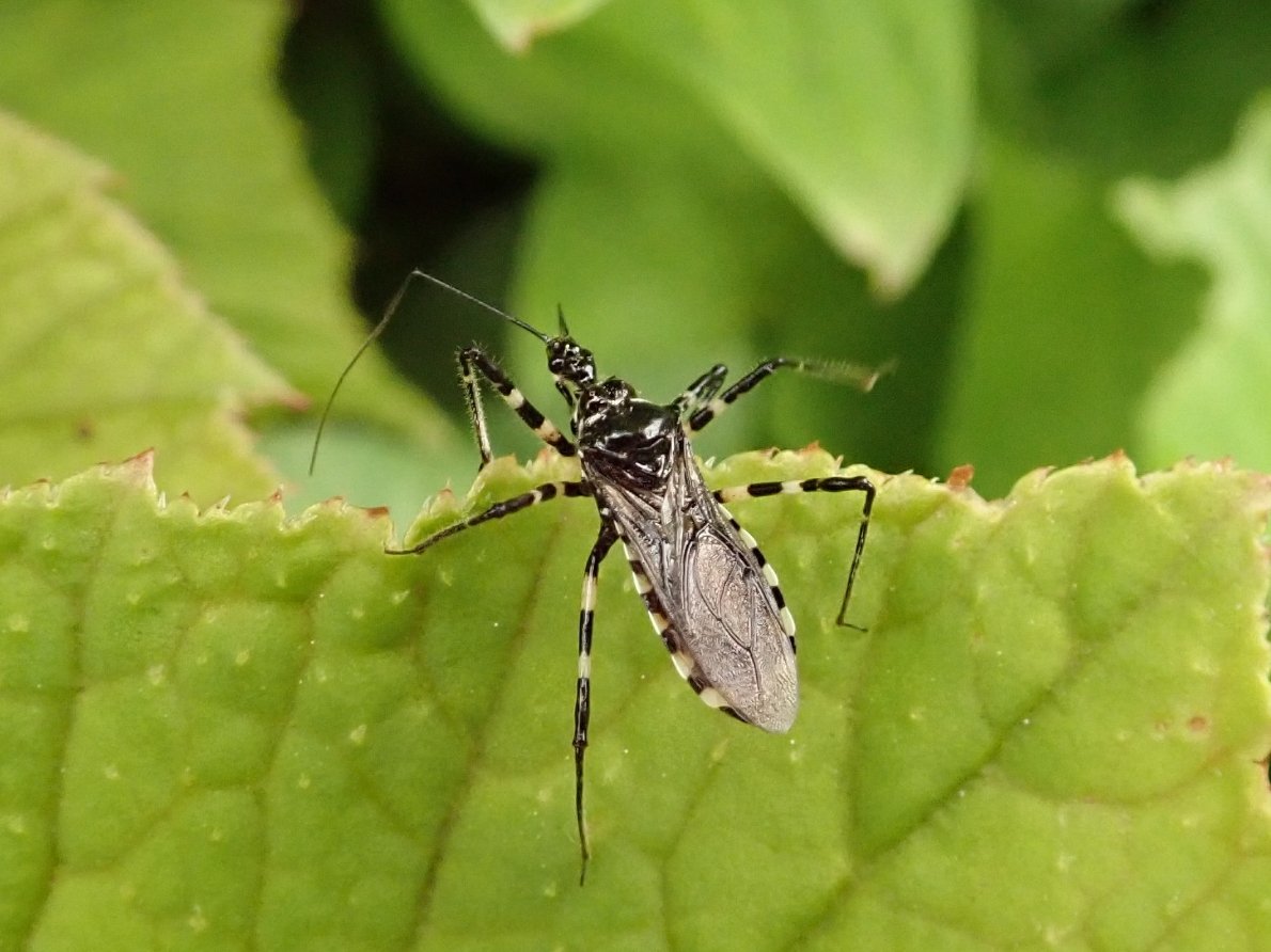 シマサシガメ
Sphedanolestes impressicollis (Stål, 1861)
2023/06/06

あちこちの葉上に見られるハンター。葉裏に隠れる前になんとか１枚。
#異翅 #サシガメ科 #シマサシガメ