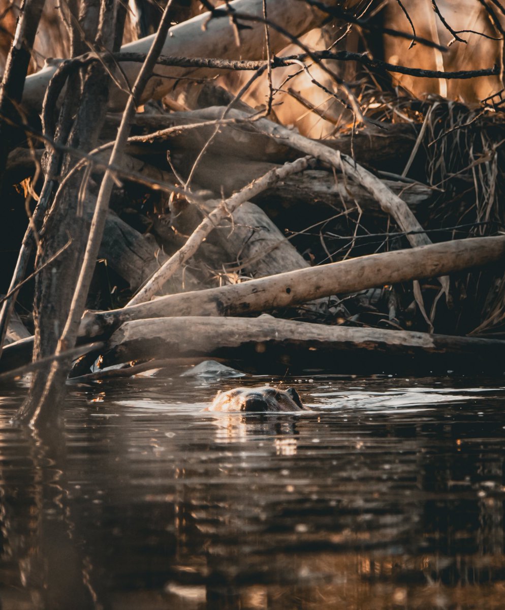 Wild Wit Photography tweet media