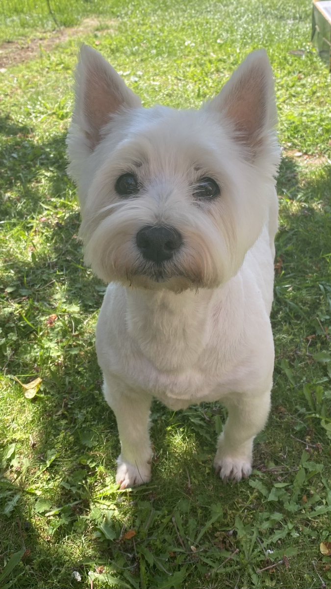 TheBrodieBear's tweet photo. Ohhh look at me with my new haircut! https://t.co/lUaVZeFMld