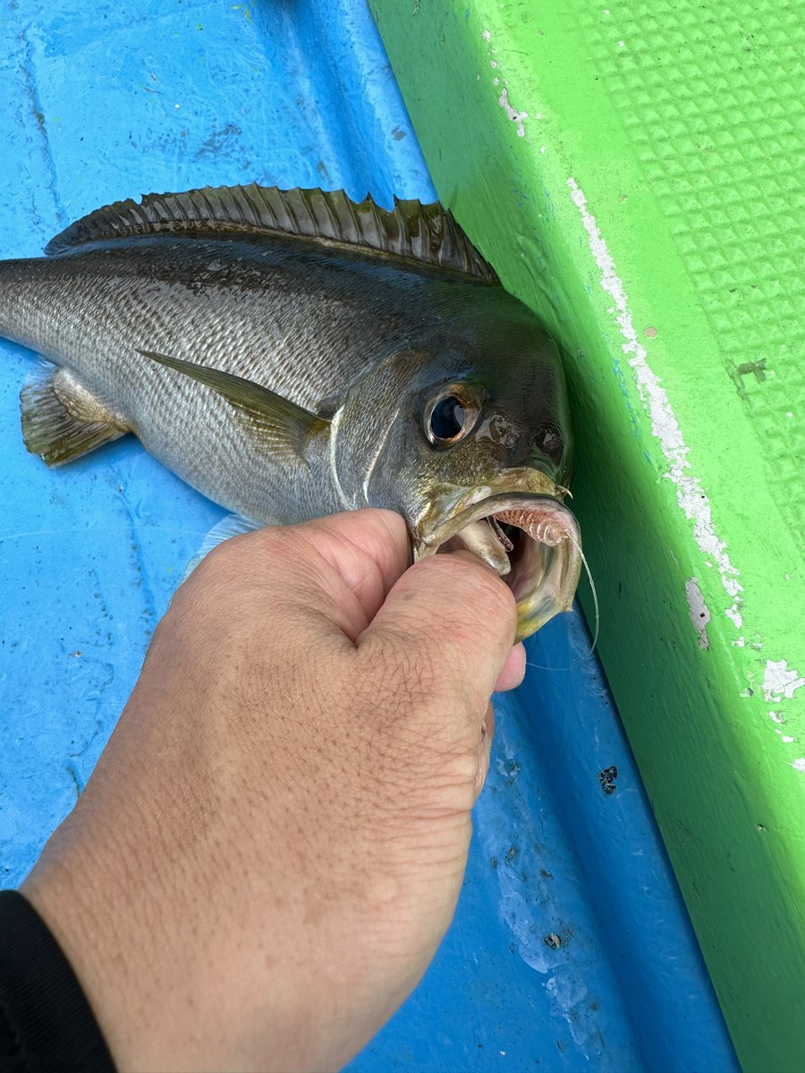 V86Yt's tweet photo. 今回もイサキ釣り🎣
激渋の中アジリンガーに助けられた👍 https://t.co/8YKzh3PZY2