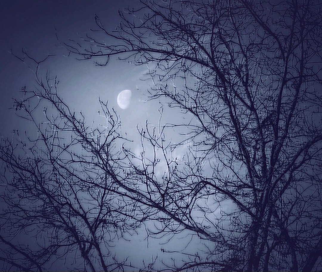 Picturesque 

#NaturePhotograhpy #nightphotography #landscapephotography #moodyphotography #moodscape #mooncapture #treeshotz #skyscape #sombermoods