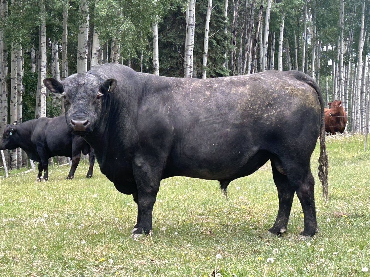 NerbasBrosAngus's tweet image. Customer supplied photo of a 5 yr old NBA hersire. #readyforwork