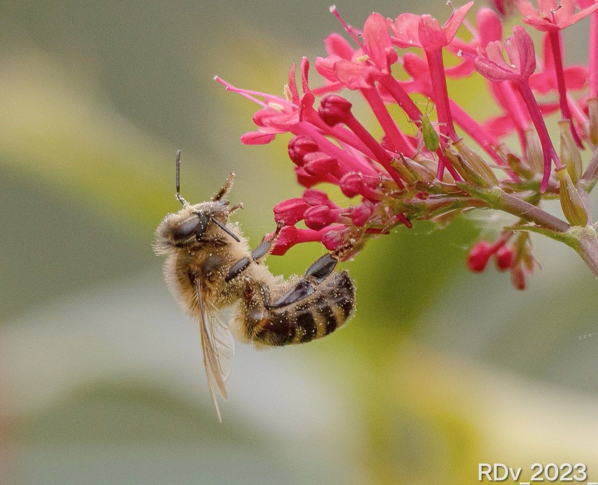 Hanging on!

#bee #bees #naturelover #naturephotograpy #wildlife #pollinators #biodiversity #TwitterNatureCommunity #Macro #Dublin #insects

@ThePhotoHour @YourAwesomePix