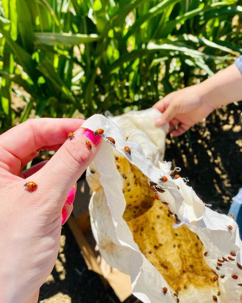 cagrownofficial's tweet image. Ladybugs are farmers' best friends and are very useful for pest control. These little guys have voracious appetites. A single ladybug can consume up to 5,000 aphids in its lifetime.
📷 : @DelBosqueFarms
.
.
#ladybugs#sustainablefarming #cagrown #naturalpestcontrol