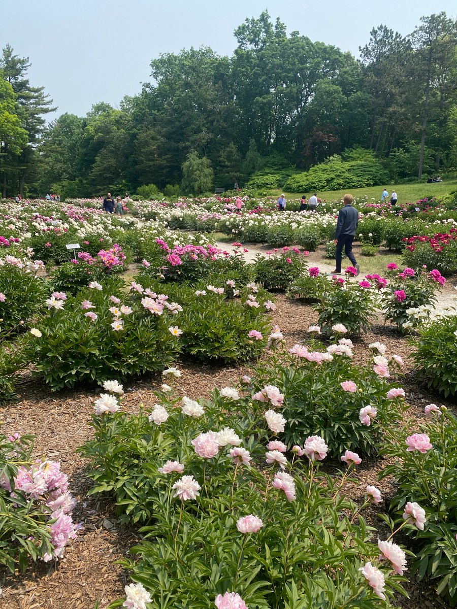 UMichAdmissions's tweet photo. June blooms in the peony garden at Nichols Arboretum, just down the road from the Markley residence hall. #TheArb #GoBlue https://t.co/h37rGnclkp