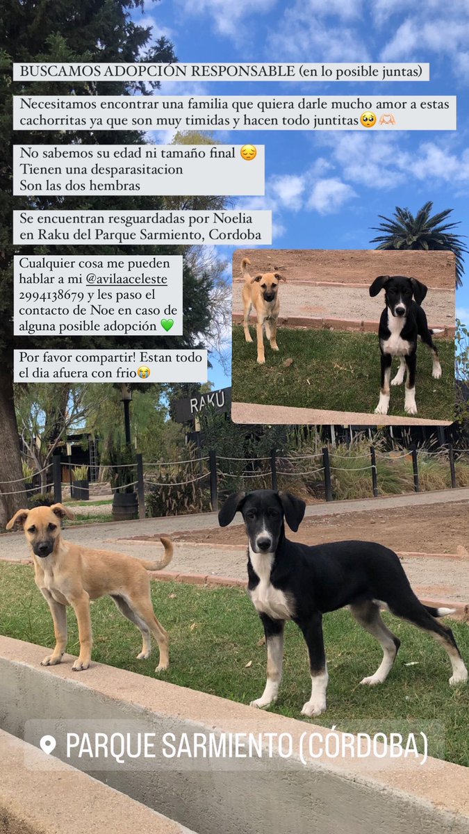 Las abandonaron en Parque Sarmiento y buscamos adopción responsable! En lo posible juntitas🫶🏻
Las encontré temblando por favor saquémoslas de la calle que se vienen días helados y son muy bebes🥺

<a href="/VivireNuevaCba/">VivirenNuevaCórdoba®</a>
