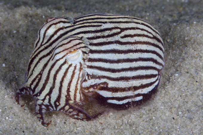 VOTE STRIPPED PIJAMA SQUID PLEASE LOOK AT HOW SILLY HE LOOKS