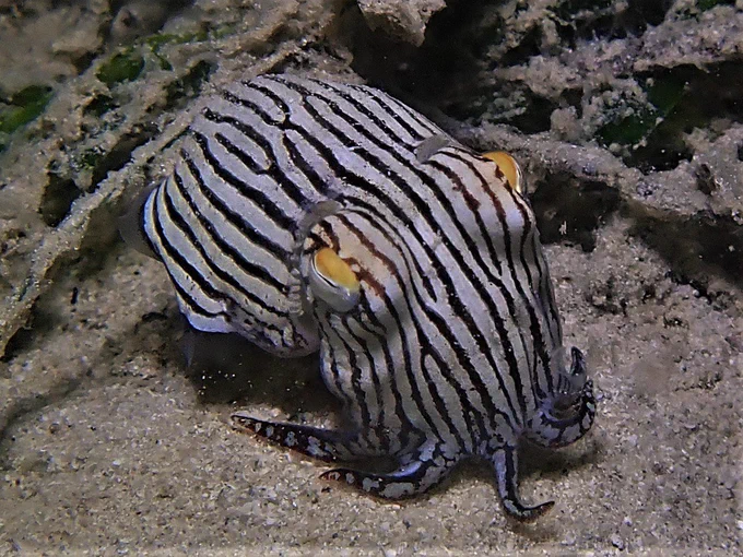 VOTE STRIPPED PIJAMA SQUID PLEASE LOOK AT HOW SILLY HE LOOKS