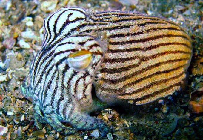 VOTE STRIPPED PIJAMA SQUID PLEASE LOOK AT HOW SILLY HE LOOKS