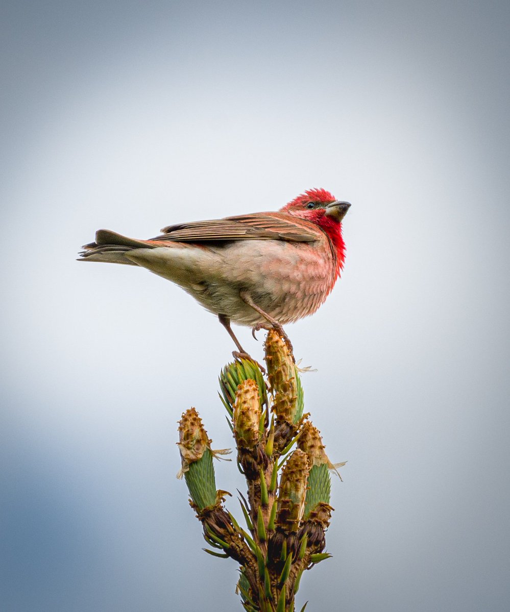 Bir Çütre gördüm sanki 😁 +1 kertik #hangitur #birds #kirmizi #Pasakonagi #Nikon #nikonphotography #TAMRON