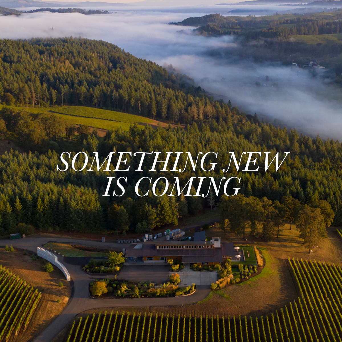 As buds begin to break in the vineyard and flowers begin to blossom in our gardens, there is something else blooming here at Penner-Ash Wine Cellars!

Let us know what you think it could be ⬇️