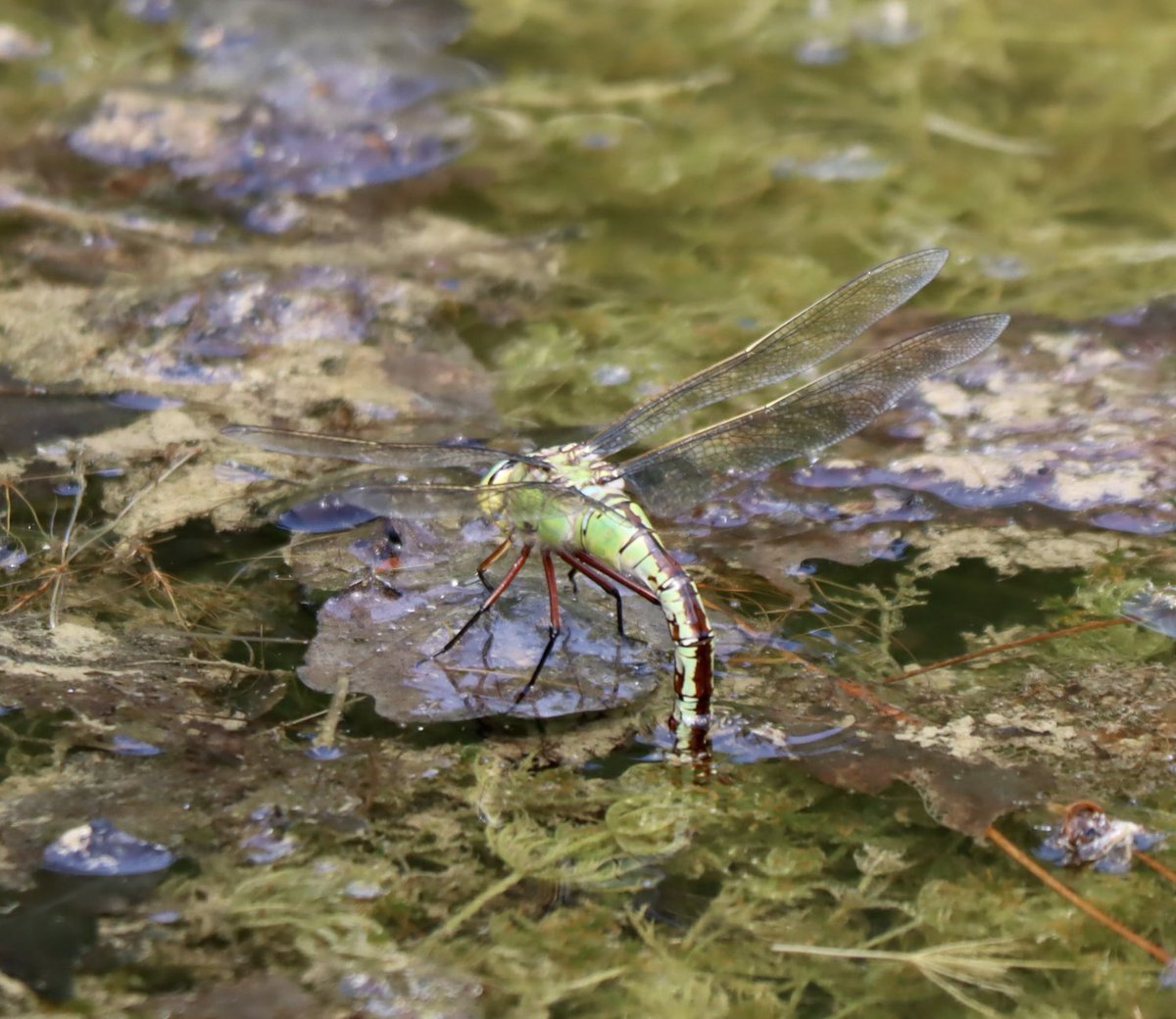 Emperor dragonflies at Grafton Wood today..