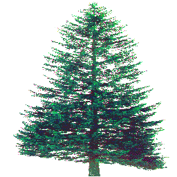Textures/pine1.png