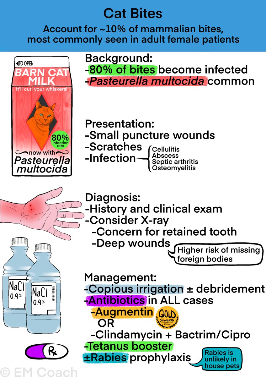 EM Coach (@emcoachllc) on Twitter photo An excellent summary of cat bites in <a href="/zummie/">Dan Zumsteg</a>'s infographic. To find more infographics, questions AND a review book and lecture series visit EM Coach: bit.ly/3w7EjUo
#EMboards #emergencymedicine #medtwitter #myemcert An excellent summary of cat bites in <a href="/zummie/">Dan Zumsteg</a>'s infographic. To find more infographics, questions AND a review book and lecture series visit EM Coach: bit.ly/3w7EjUo
#EMboards #emergencymedicine #medtwitter #myemcert