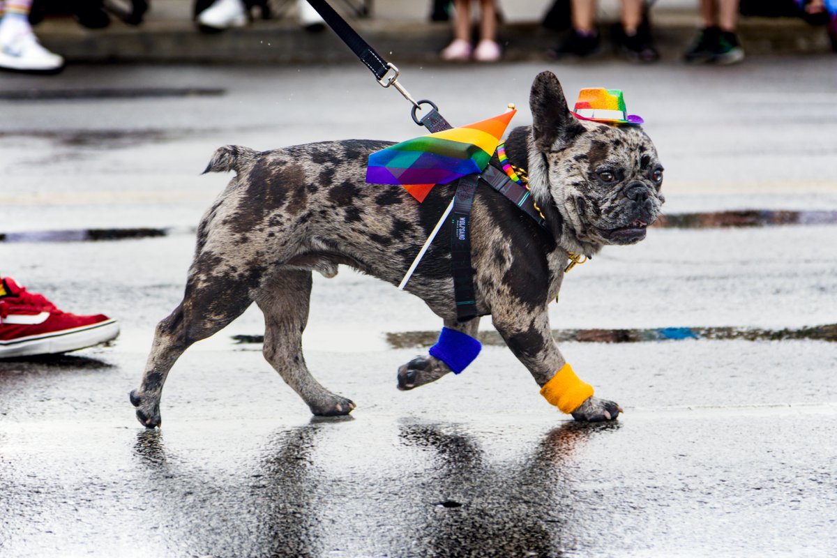 150% a Good Boy #KCPride #Pride