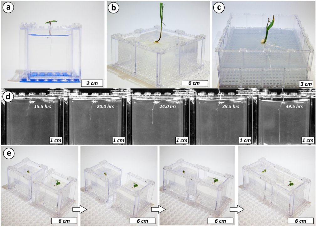 (Bonus) Use LEGOs to watch plant roots.

It's just clear LEGO pieces and gel. But the advantage of LEGOs is that they can be autoclaved (didn't know that) and are a modular way to set up chemical gradients, etc.

journals.plos.org/plosone/articl…