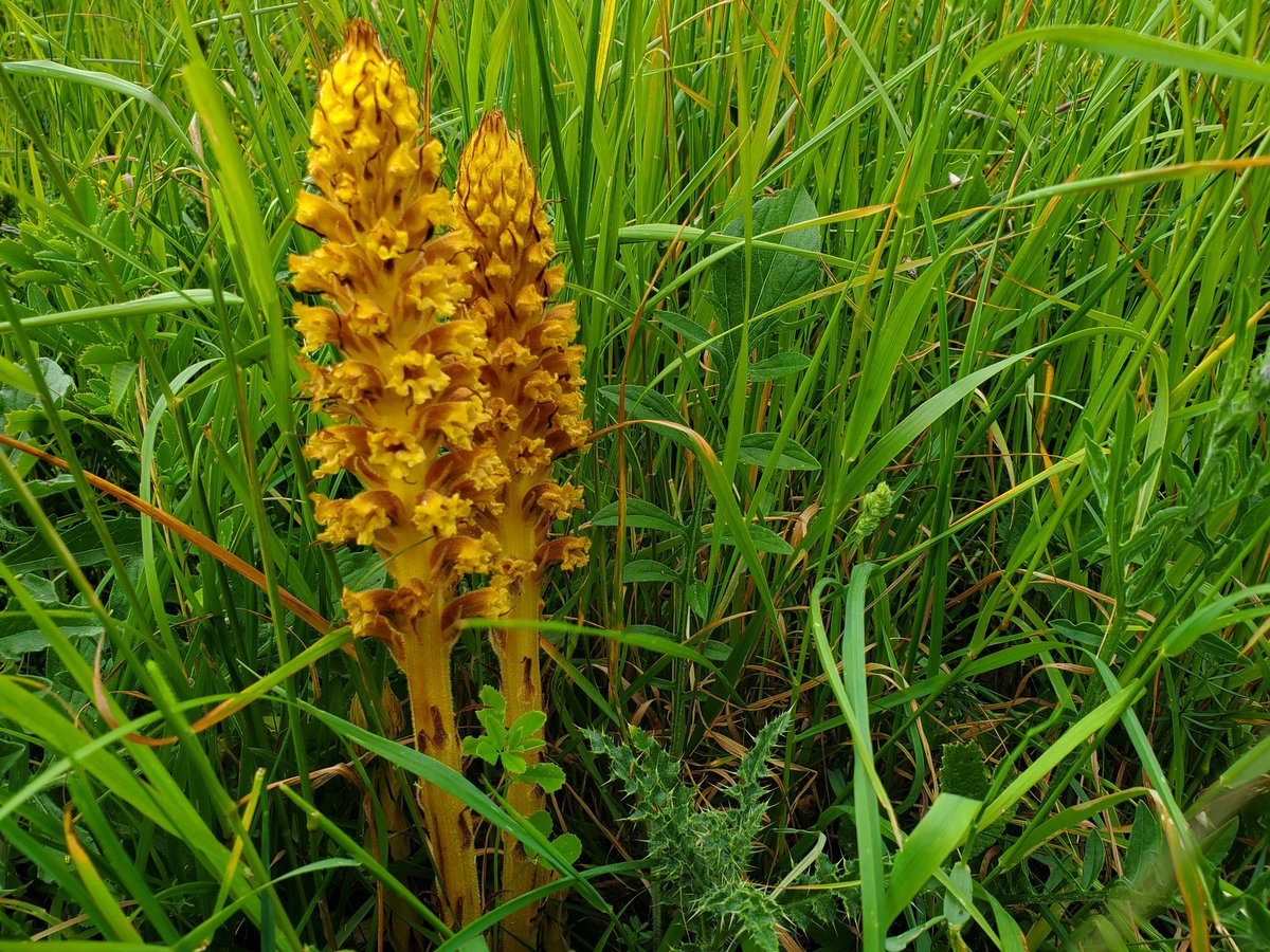 Chunky bright yellow flowers of Knapweed Broomrape - a rare in Sussex but a good colony on the #SouthDowns Mill Hill LNR. A weird parastic plant, well worth a look!
@SussexWildlife @Sussex_Botany @sdnpa