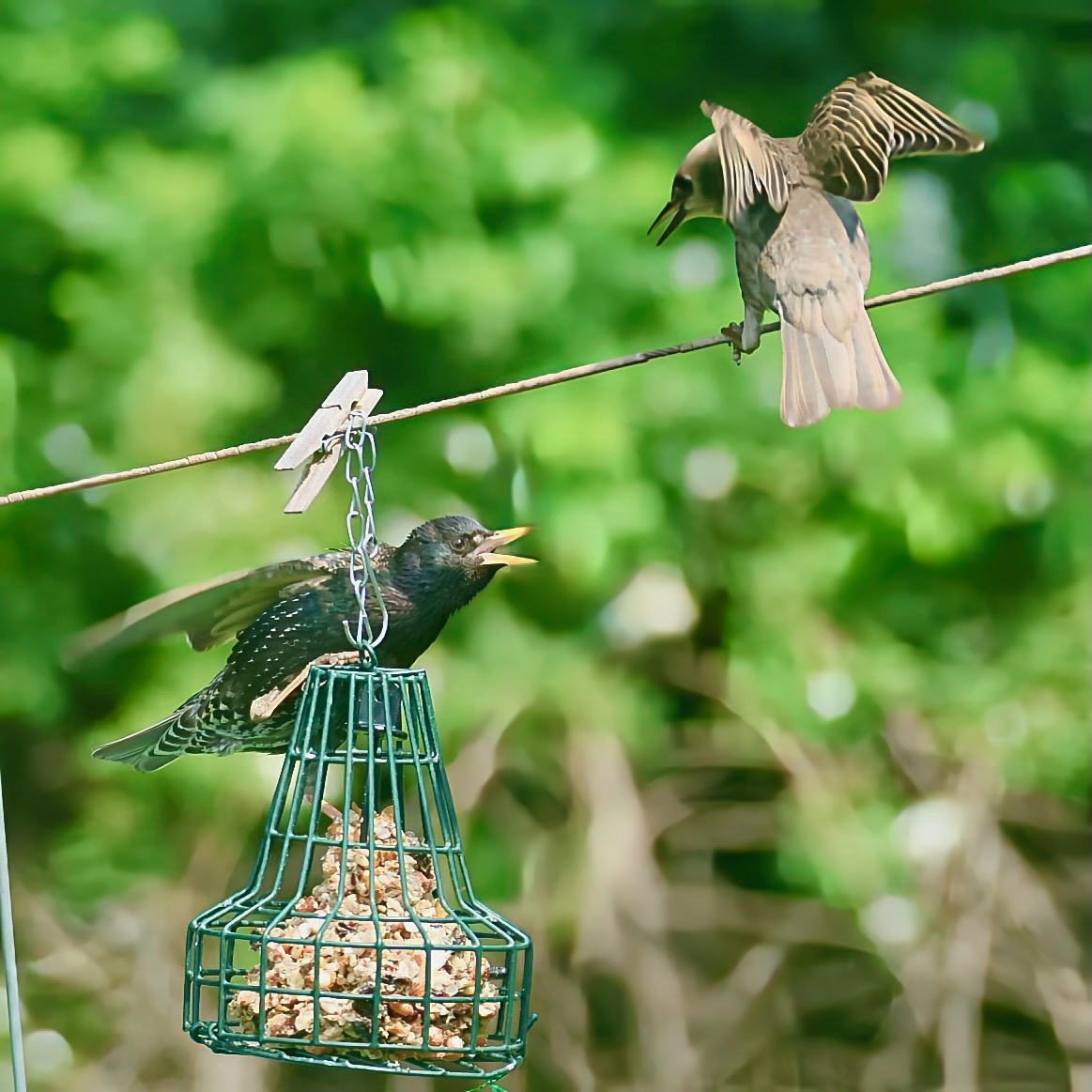 The birdfeeder is a source of endless drama. #BirdWatching #Starling #TrumbullCT