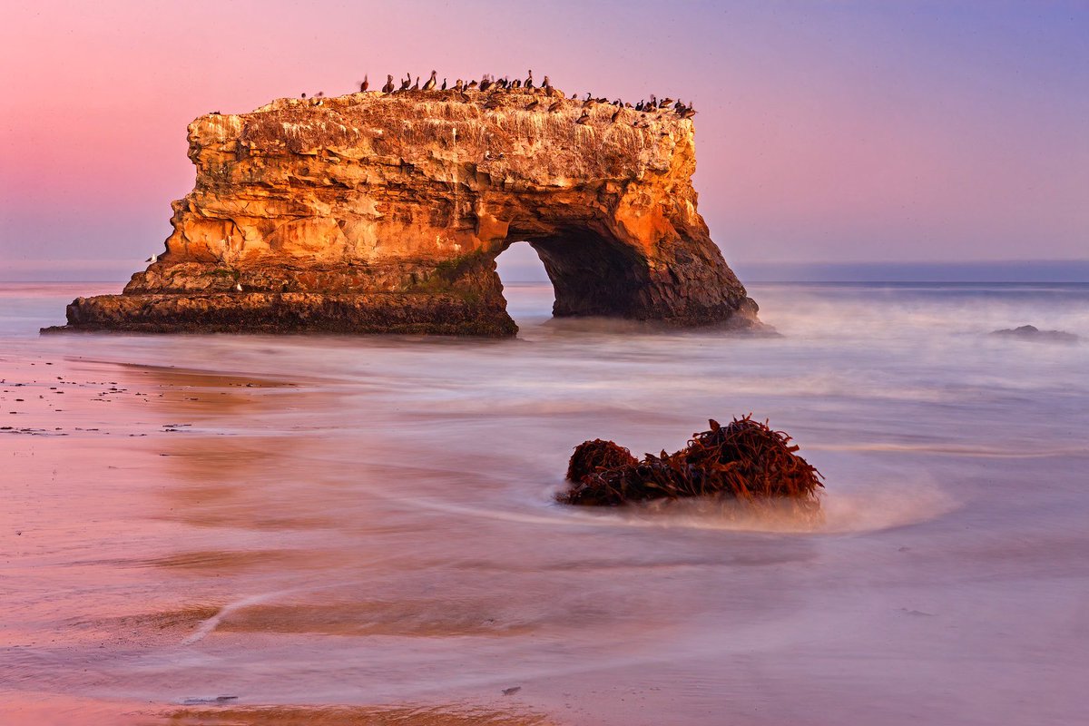 shrkshtr's tweet image. Dusk at Natural Bridges State Park, Santa Cruz. Hope your weekend is going well everyone!

#sonyambassador #ReallyRightStuff #singhrayfilters #pacificocean #bird #nature #warmth