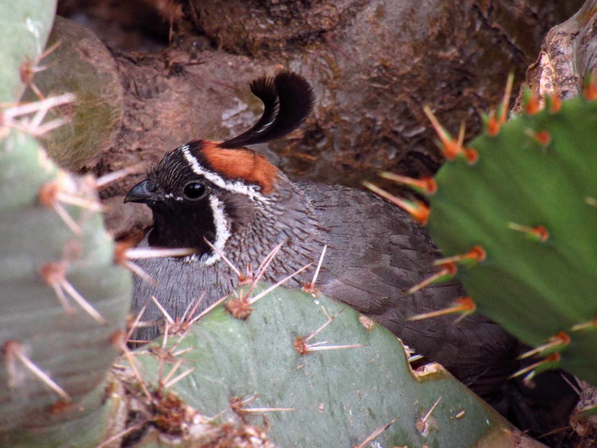 A safe space
~Gambel's quail