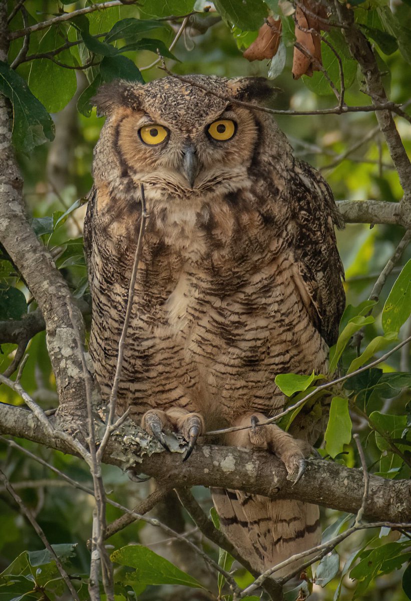 GOOD AFTERNOON #TwitterNatureCommunity 📸🪶

I can officially say the Great Horned Owl has taken the top spot of my favorite owl I’ve photographed. This one seen yesterday, was watching me photograph Red Headed Woodpeckers. 

#BirdsOfTwitter #BirdTwitter #birdphotography #nature