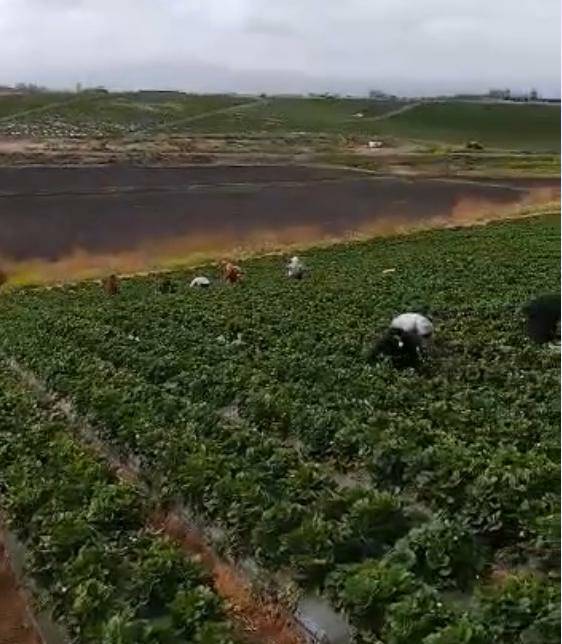 UFWupdates's tweet photo. Rogelio harvests strawberries piece rate in Salinas CA. "It's a tiring job. I rush to harvest as many boxes as possible. My day is bending over & running to get the box to the row's end so they can count it. My body's tired, but this is how I provide for my family." #WeFeedYou https://t.co/WvIiJQsJbU