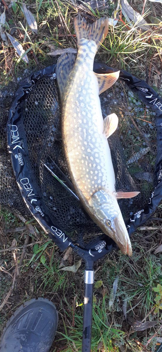 Hosszu Puska (@gnompincser) on Twitter photo 