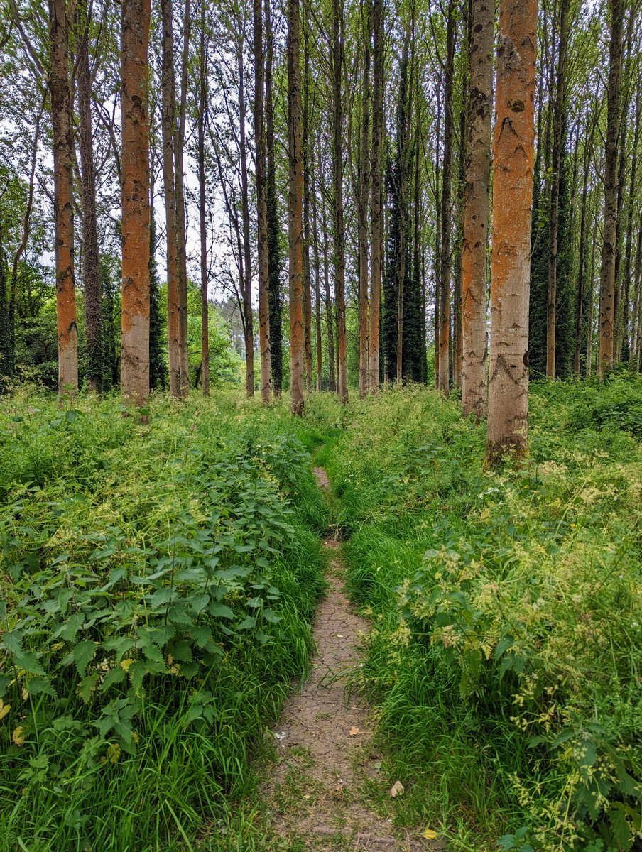 ooxSweetsxoo's tweet photo. Had planned a walk around Stormont but ended up at #Lagan Tow Path. What a beautiful area - lots of wildlife to look at with many little pathways. Such a big area to explore so I'll be back! Refreshments from 5a Cafe #dropoff #generalmerchants #stranmillis #hiddengem #belfast https://t.co/wUTBlYkmLA