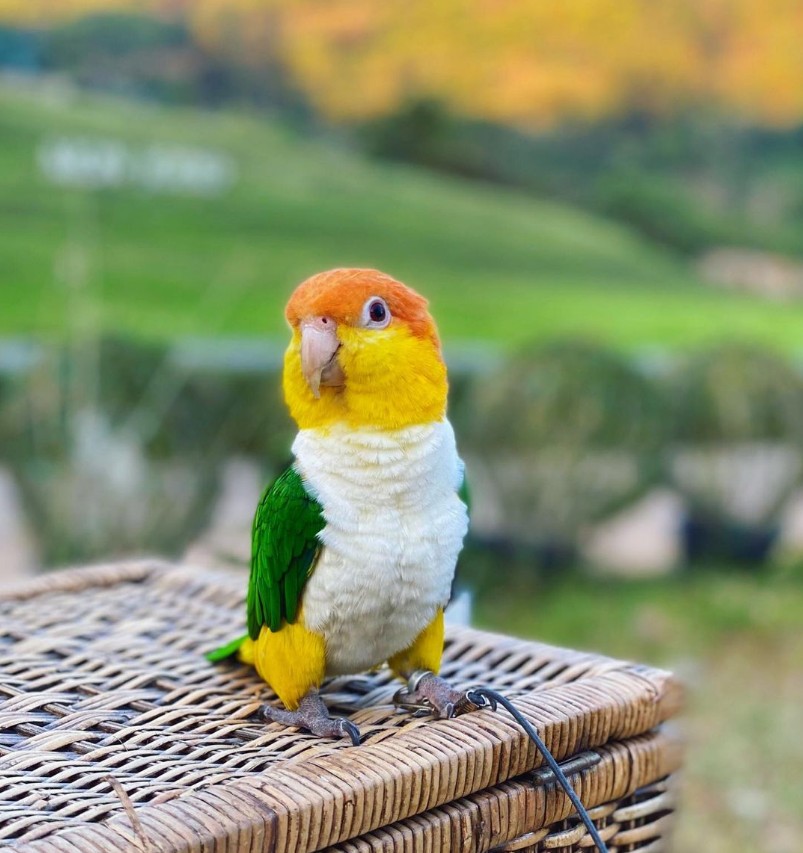 Your Weekend Mystery Gift Ends Soon! - mailchi.mp/petmountain/pd…