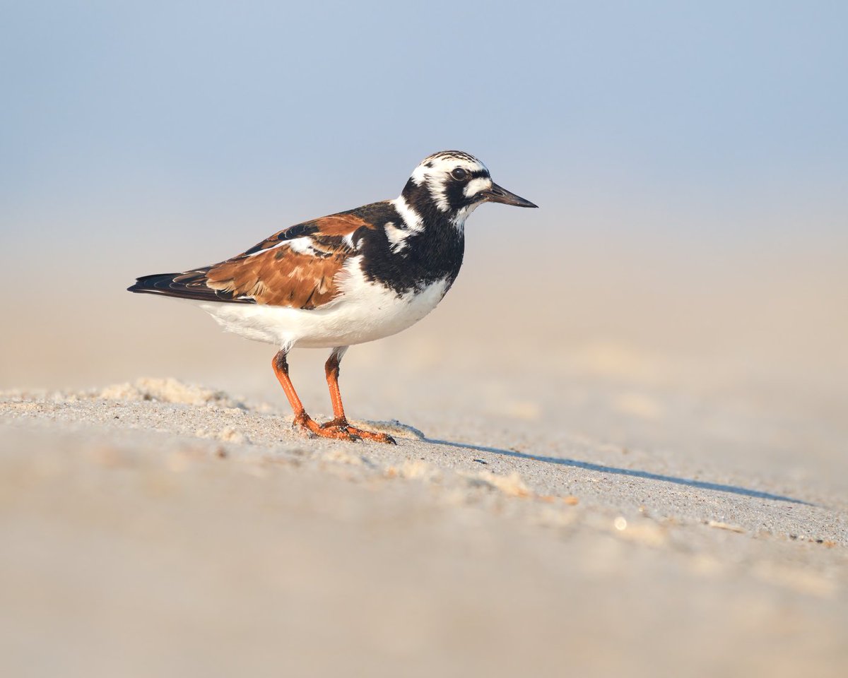 Someone forgot to tell ruddy turnstones that shorebirds are supposed to be difficult to identify.