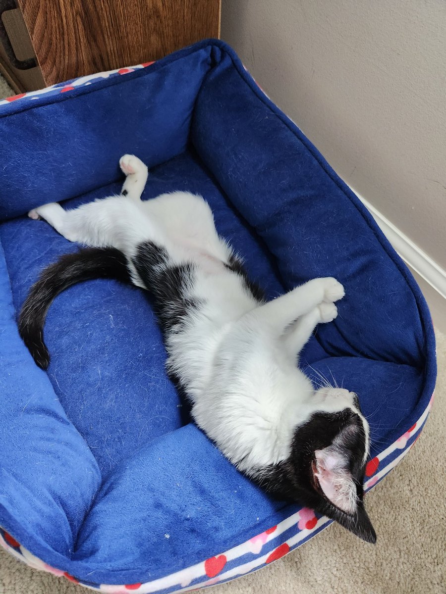 km_tracey's tweet photo. @ellle_em Have a kitten picture https://t.co/dXZ47oxvGS