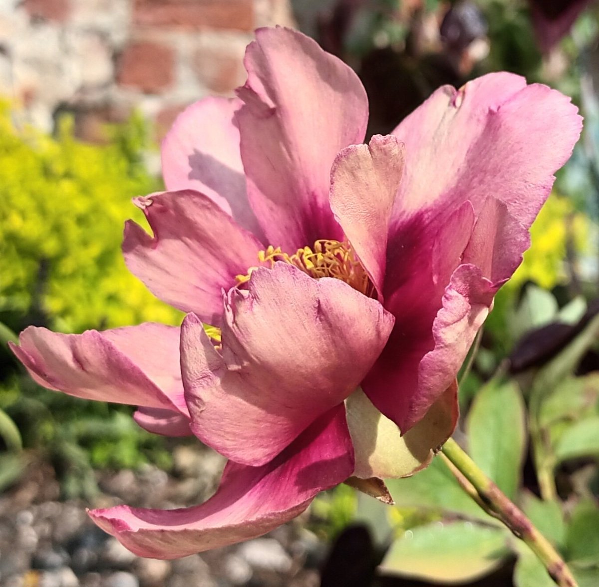 LucyAllenFWR's tweet image. Look at this beauty! #tinyjoys