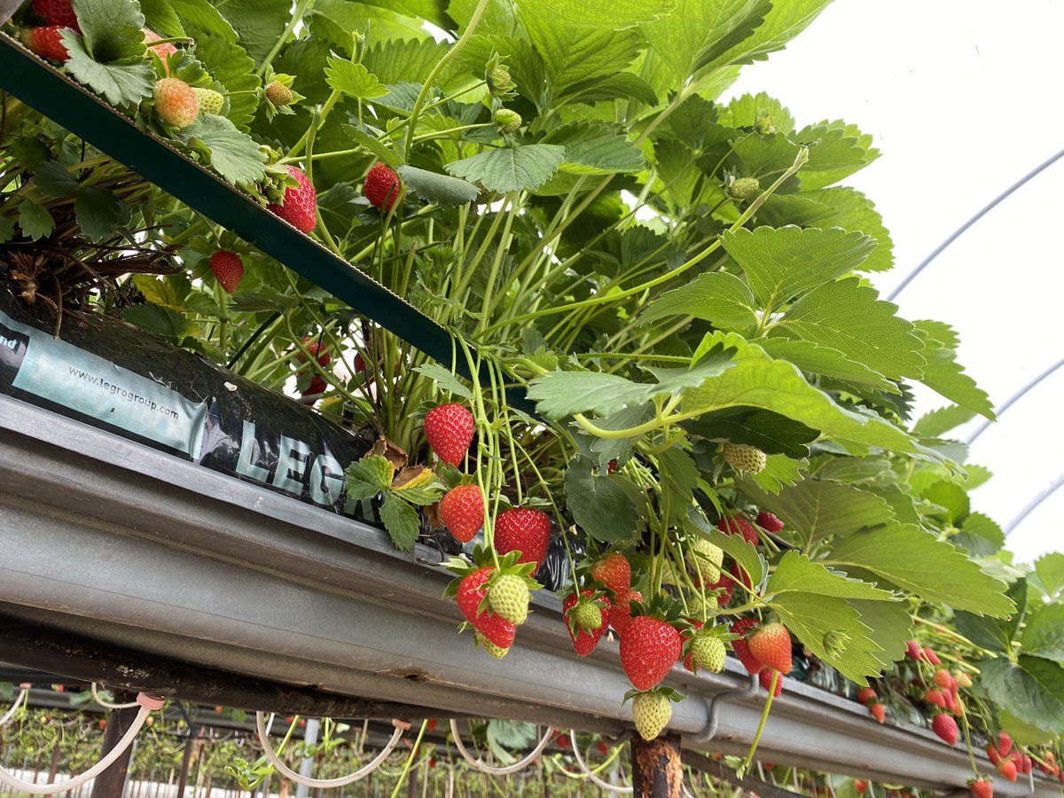 LEAFEd_WM tweet media