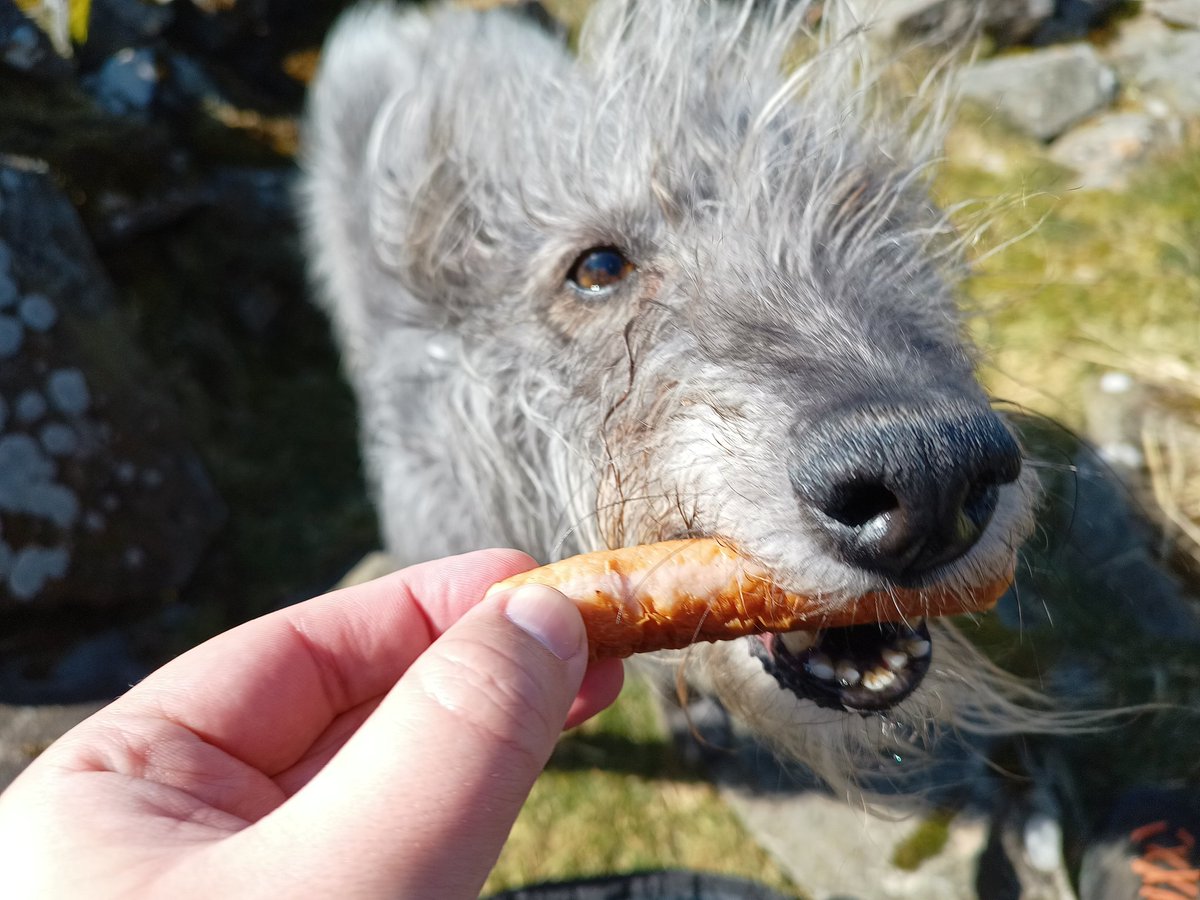 I've been making the most of the weather recently and have about a dozen new stories coming soon!

To really get you all excited for what is to come I'm bringing out the advertising big guns:

DOG EATS SAUSAGE ON SUMMIT.

#dumfriesansgalloway #seesouthscotland #dog