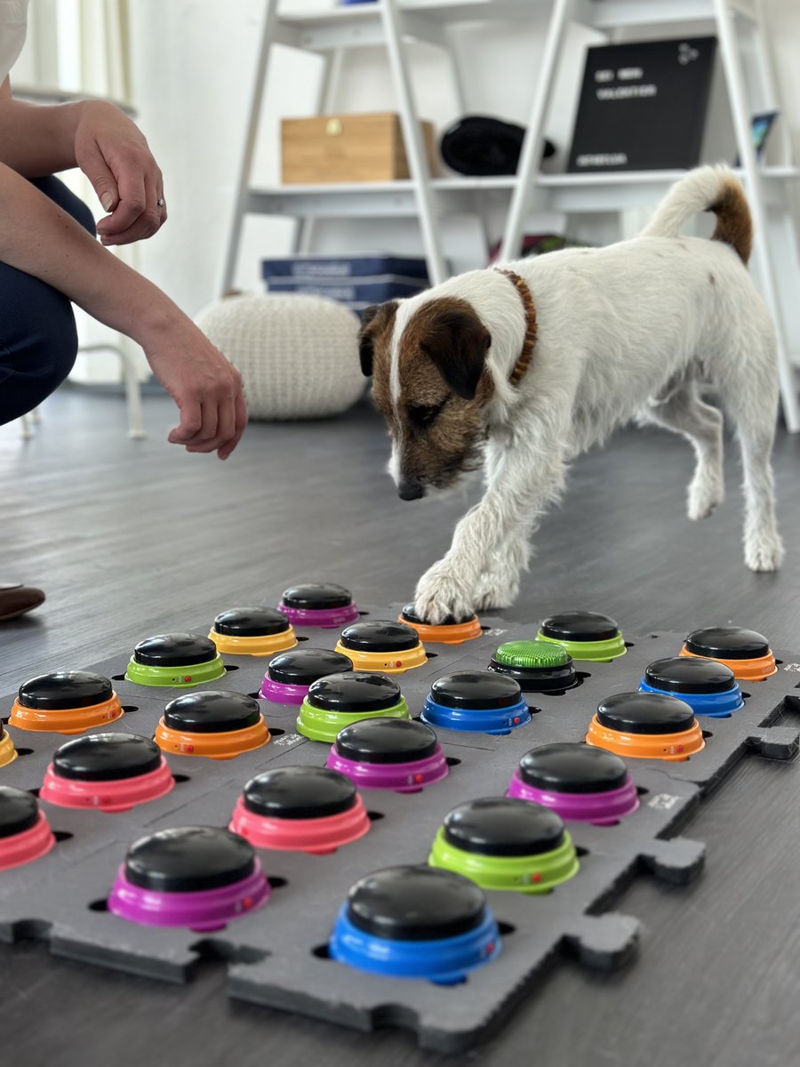 deCatzNDogz1's tweet photo. Haustierbuzzer #hunger4words
Unterhalte dich mit deinem Haustier! Bespreche die Buzzer mit bekannten Wörtern und dein Hund wird dir bald sagen können, was er von dir möchte!
#hungerforwords #talkingpet #talkingpets📷 #talkingdog #hund #catzndogz #buzzer
https://t.co/fcNGN9Yq9Z https://t.co/kaI7TM1slk