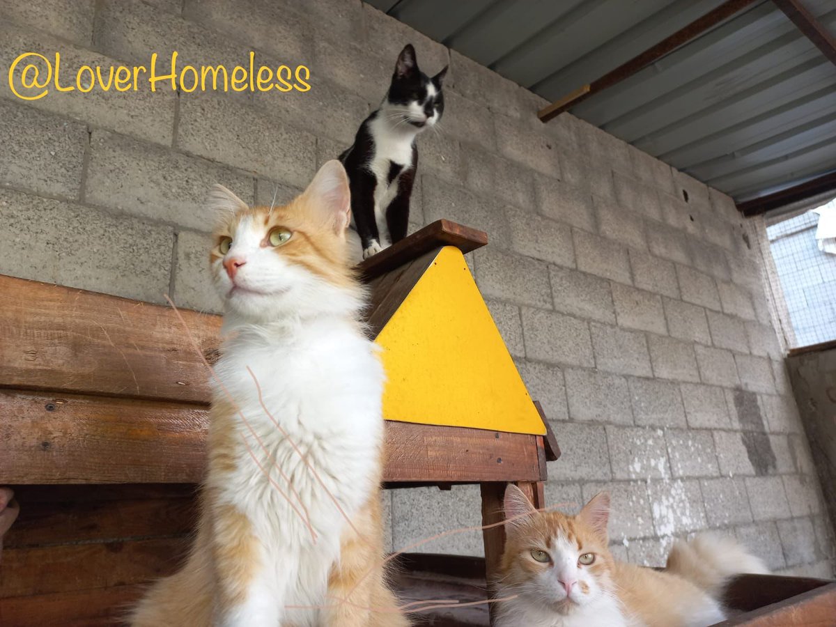 ♥️🇵🇸🇵🇸❤️A lover ♥️of homeless cats😻❤️🌱🌱👍🤗 tweet media