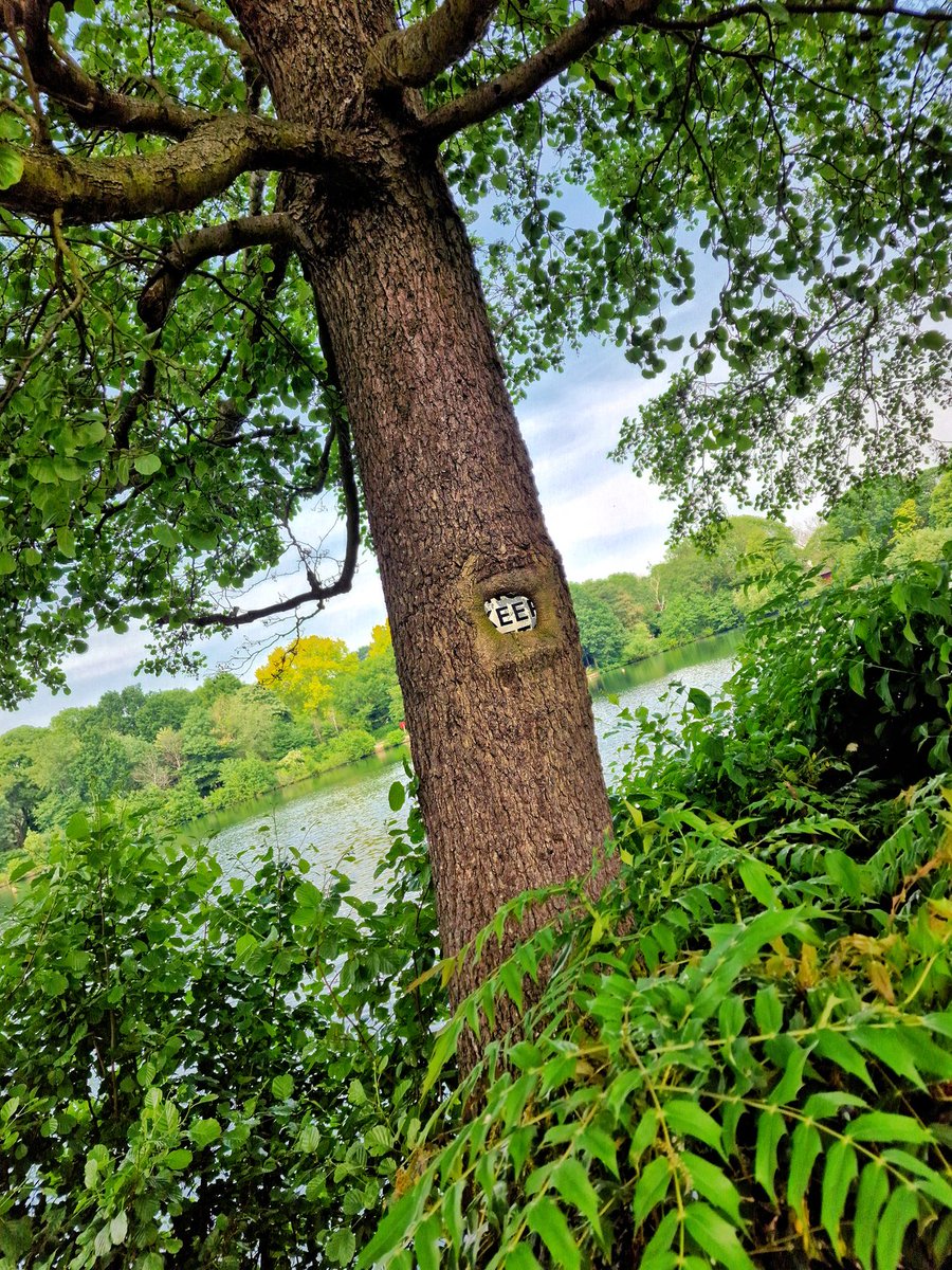 jackbeard007's tweet image. 🌳Nothing stops nature🌳

Whilst we can put signs up on trees and hope they inform the public .... We can't stop nature doing its thing and taking over

#nature #trees